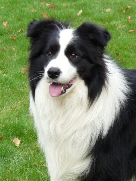 Border Collier Border Collie Welcome To Our World Of