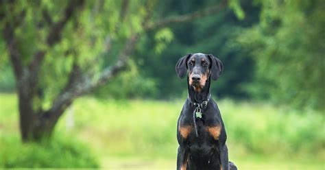 Top 15 Dobermann In 2022 Meopari