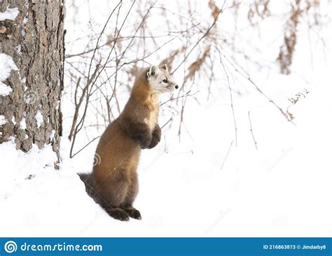 A Pine Marten Standing In The Cold Winter Snow In Algonquin Park