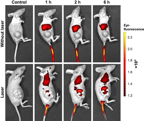 In Vivo Fluorescence Imaging In C6 Tumor Bearing Balb C Nude Mice