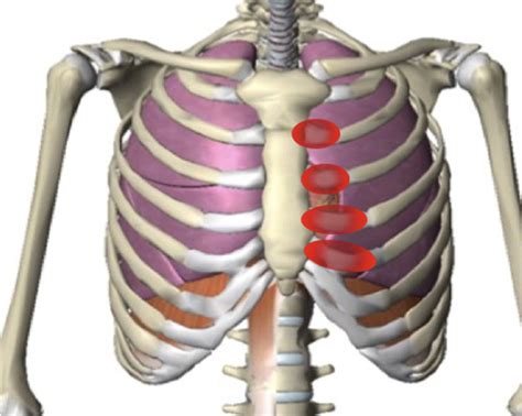 Picture Of Organs That Sit Upder Left Rib Cage Why Do I Have Pain