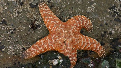 Star Wasting Syndrome Deadly Disease Kills Myriad Starfish Across Us