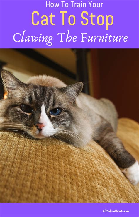 How to reduce shedding in cats. How To Stop Cats From Scratching The Furniture In Your ...