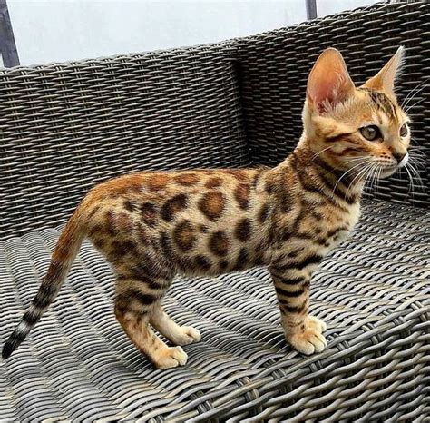 Cheetah Print Kitten Kittens Kittens Cutest Beautiful Cats