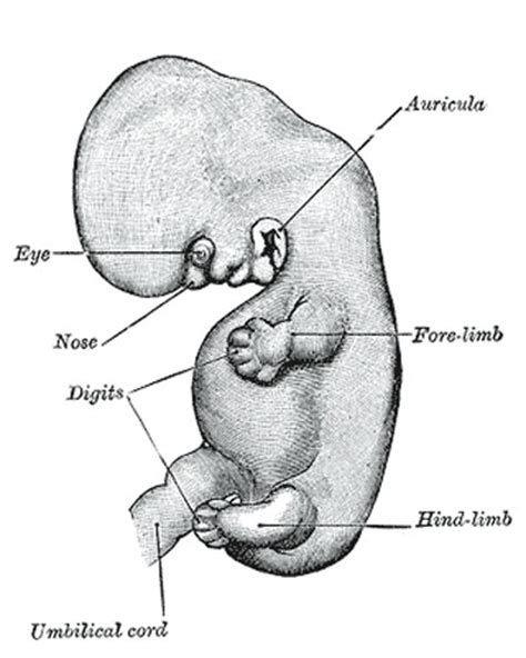 Embryology History Wilhelm His Embryology