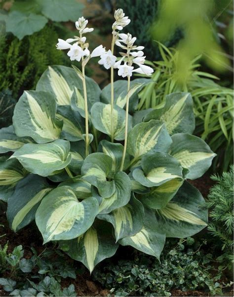 Been wanting to take care of a plant but too busy or too forgetful? Thunderbolt Hosta | Hostas, Plantain lily, Shade perennials