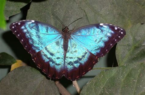 Blue Butterfly © Lynda Poulter Geograph Britain And Ireland