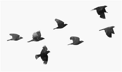 Bird Flight Bird Flight Clip Art Birds Flying Cartoon
