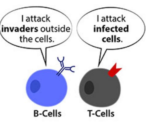 Difference Between T Cells And B Cells