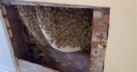 6 000 Bees Found Inside Wall Of Omaha Couple S Home You Could Hear The Buzzing Flipboard