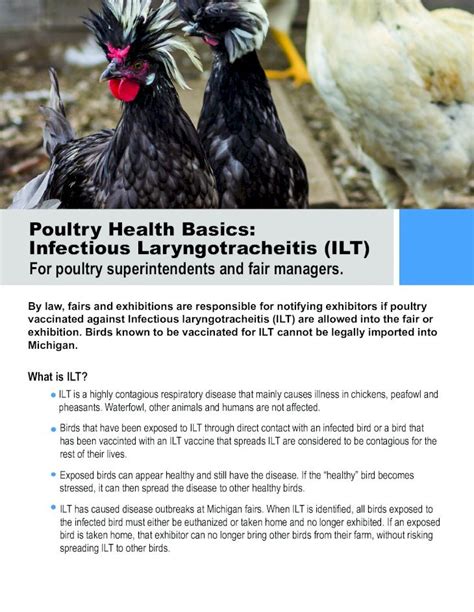 Pdf Poultry Health Basics Infectious Laryngotracheitis Ilt