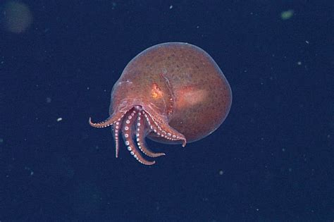 Cephalopod Week 2021 Monterey Bay Aquarium