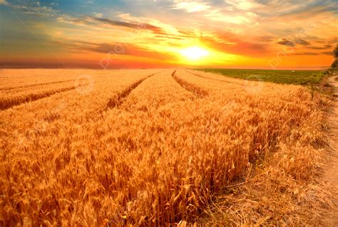 A Golden Wheat Field Under The Setting Sun Background Twenty Four