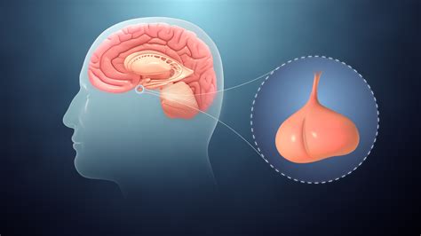 Pituitary Gland Hypophysis Anatomy Functions And Conditions