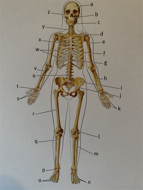Skeleton Anterior View Diagram Quizlet