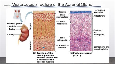 Adrenal Gland Structure Diagram Quizlet