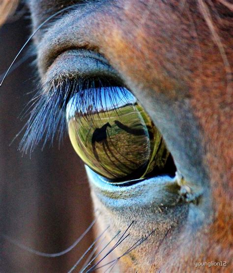 Horses Eye With Reflection By Younglion12 Redbubble