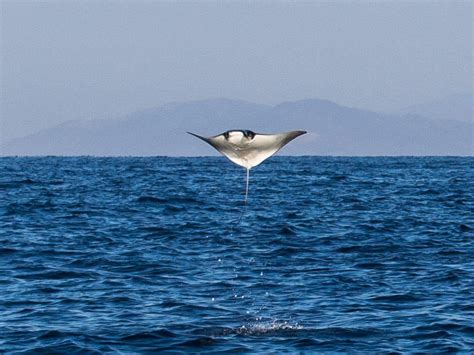 The Rare Sight Of Flying Mobula Rays In Puerto Escondido Mexico