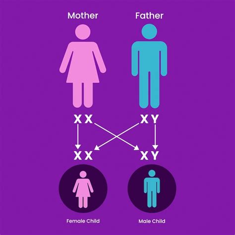 determinación del sexo en humanos cromosoma x e y herencia genética ilustración vectorial