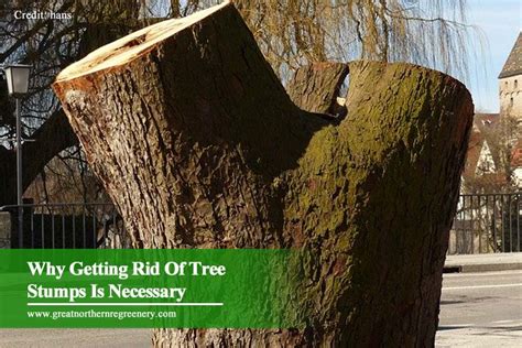Why Getting Rid Of Tree Stumps Is Necessary And How To Do It