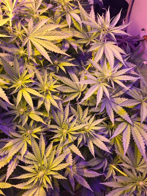 Growing grow room indoor growing growing cannabis. First DWC (basement grow Room) | Page 2 | Grasscity Forums ...