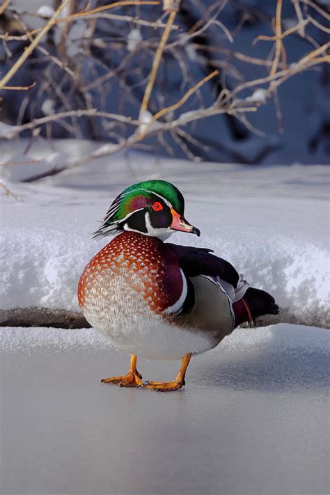 Wood Duck In Winter Snow And Ice Montana Usa Photograph By Mark