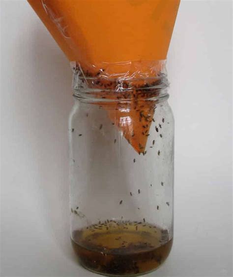 We receive calls from frustrated homeowners who have done everything to combat the problem. How to get rid of flies in your house using a jar, cone ...