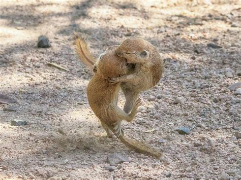 Round Tailed Ground Squirrels Fight 1746 Photograph By Tam Ryan