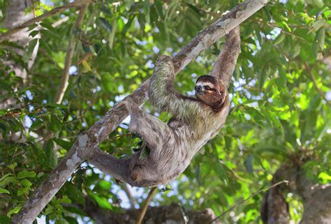 Brown Throated Three Toed Sloth Photograph By Ivan Kuzmin