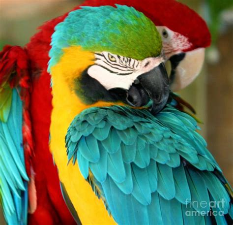 Macaws At Jungle Gardens Xx Photograph By Sheryl Unwin Fine Art America