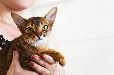 Abyssinian Cat Breed Profile Cattylicious Cats And Kittens