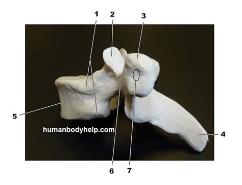 Thoracic Vertebra Lateral View Human Body Help