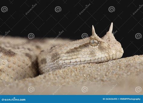 A Portrait Of A Saharan Horned Viper In The Sand Stock Image Image Of