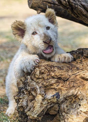 Adorable White Lion Cub Posing I Really Like This Picture Flickr