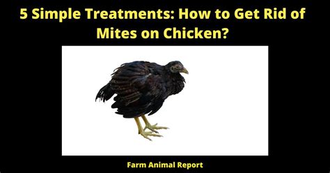 5 Simple Treatments How To Get Rid Of Mites On Chicken