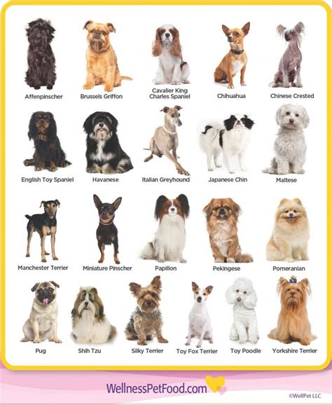 Types Of Toy Breeds Dog Breeds List Dog Breeds Medium