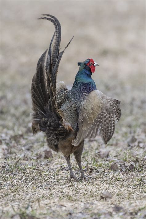 Free Images Bird Prairie Wildlife Beak Fowl Fauna Pheasant