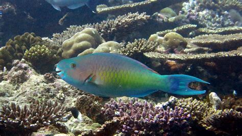 How Parrotfish Poop Formed The Maldives Maldives Independent