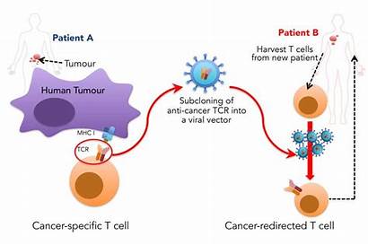 Cancer Immune System Immunotherapy Tcr Reprogramming Against