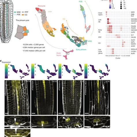 A Root Phloem Pole Cell Atlas Reveals Common Transcriptional States In