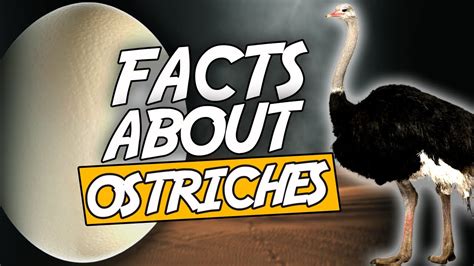 Top 10 Facts About Ostriches Which Are Weird Youtube