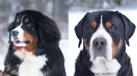 Do Bernese Mountain Dogs Like Snow