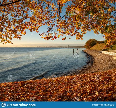 Beautiful Autumn Tree Branches During Sunrise At The Sea Gdynia Stock