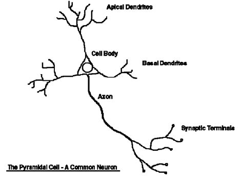 2 Simplified Diagram Showing The Structure Of A Pyramidal Cell The