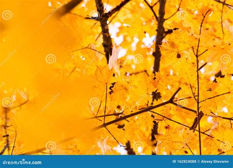 Some Yellow Maple Autumn Leaves On A Tree Branch Stock Photo Image Of