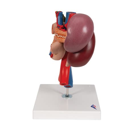 Human Kidneys Model With Rear Organs Of Upper Abdomen 3 Part 3b