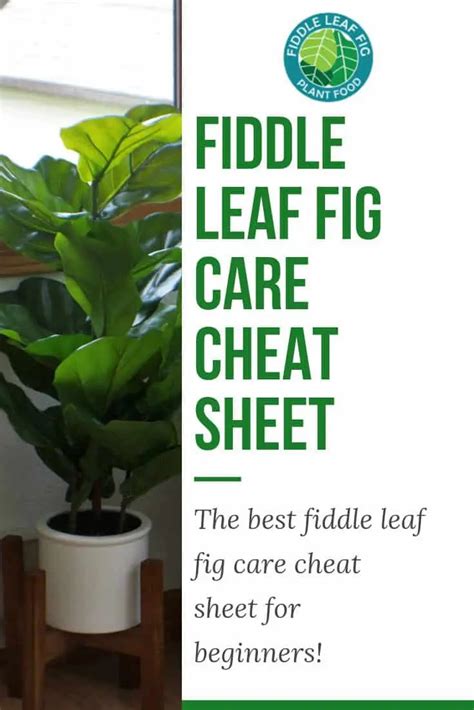 Fiddle Leaf Fig Care Cheat Sheet The Fiddle Leaf Fig Plant Resource