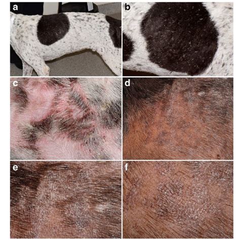 Pdf Cutaneous Lupus Erythematosus In Dogs A Comprehensive Review