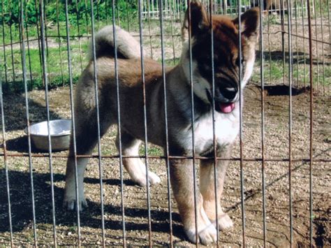 The Nihon Ken Available Male Shikoku Puppy