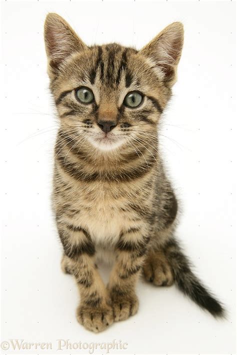 Brown Tabby Kitten Photo Wp18612